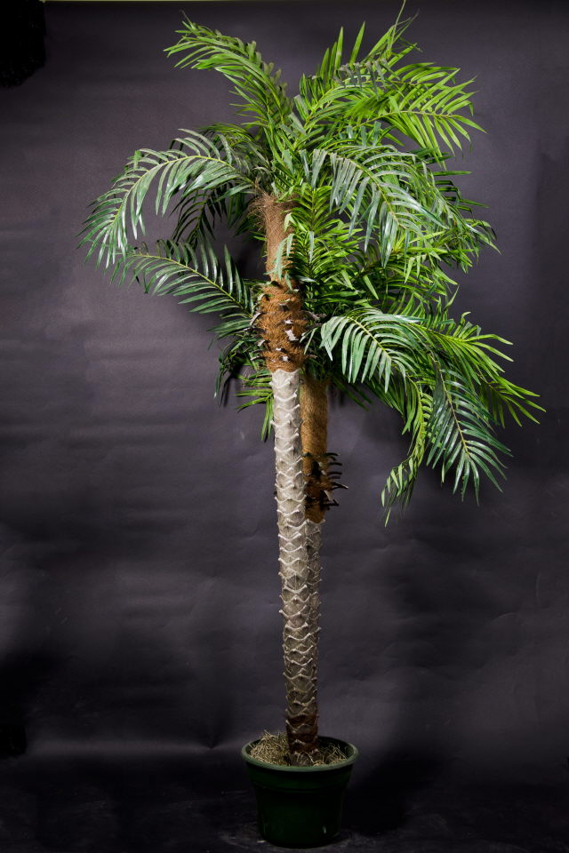 Rental store for Palm, Tree Cycus 9 in Saskatoon SK