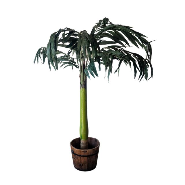 Rental store for Palm, Tree King 8 in Saskatoon SK