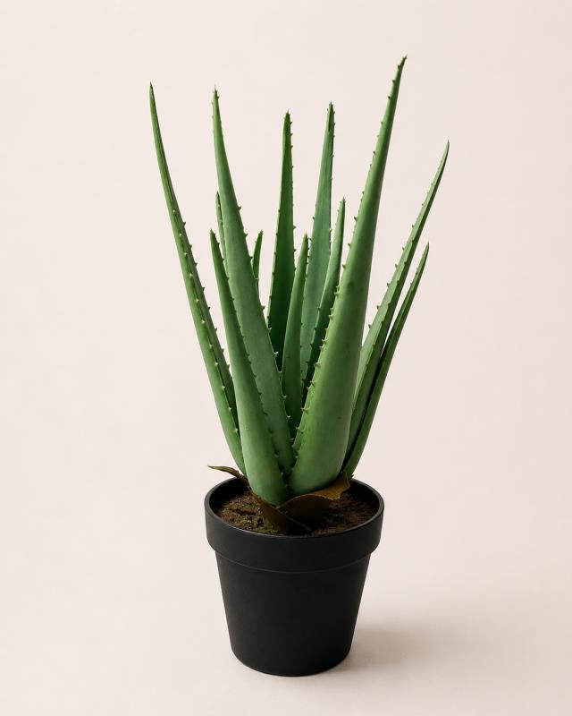 Rental store for Plant, Aloe Vera Potted 15 H in Saskatoon SK