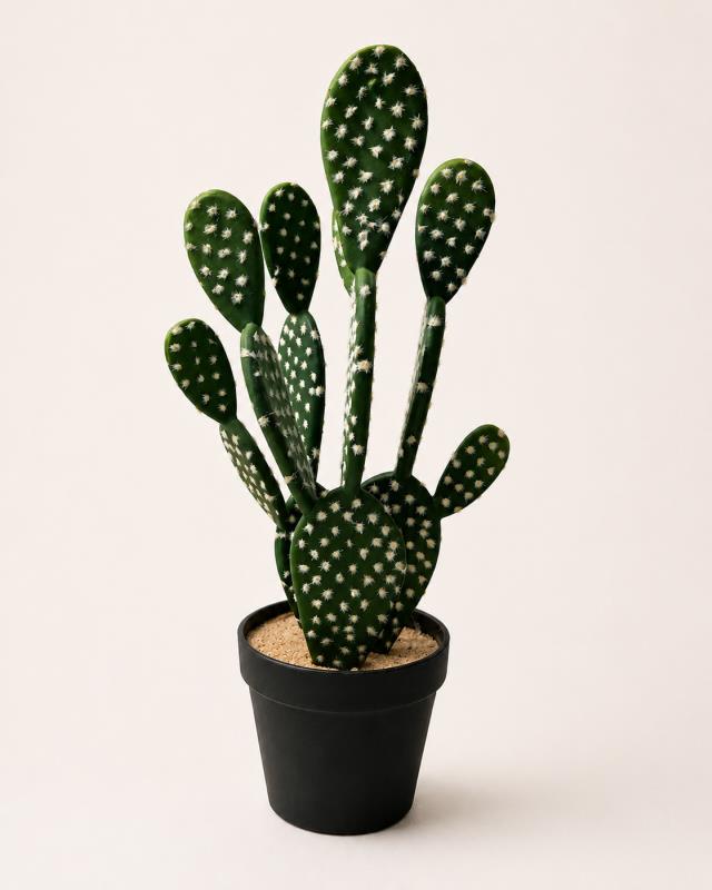 Rental store for Plants, Cactus Prickly Potted 16 H in Saskatoon SK